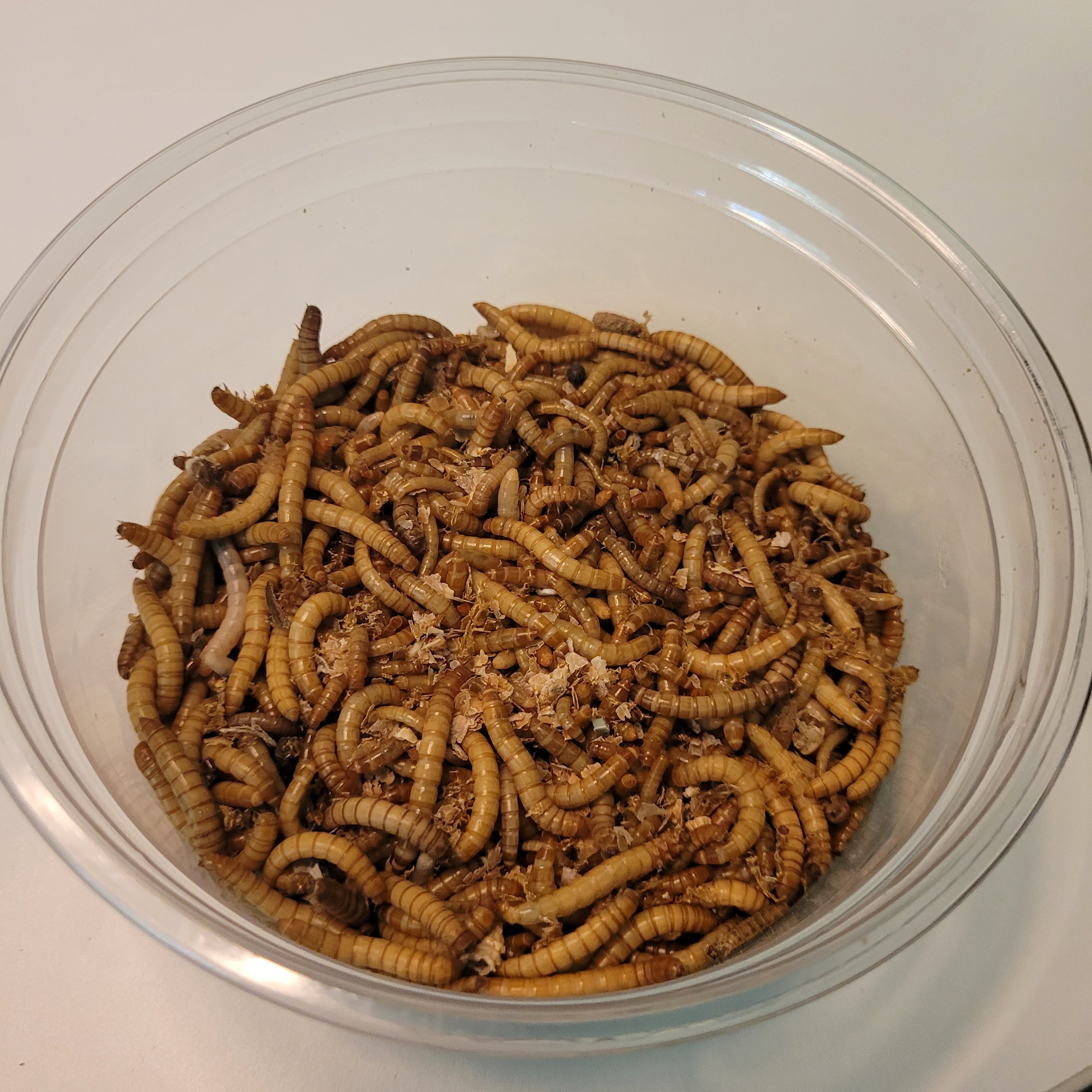 **SPECIAL** 1,000 Live Mealworms (100g)